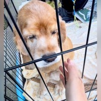 たまたま行った譲渡会で『何歳かわからない犬』と出会った結果…愛しくてたまらない『現在の様子』が139万再生「初めての笑顔で泣いた」