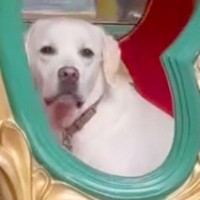 大型犬と一緒にメリーゴーランドに乗車→『楽しんでくれる』と思っていたら…『想像と違いすぎる展開』に「わかりやすｗ」「シュール」の声