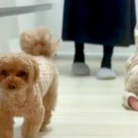 赤ちゃんが苦手な犬→『一緒にあそびたい』と近づいてきた結果…『まさかの方法で切り抜ける光景』に「上手ｗ」「素早くて笑った」と3万再生
