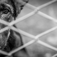 犬の『里親詐欺』ってなに？極めて悪質な手口や詐欺グループの実態まで解説