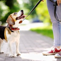 犬の散歩バイトの始め方完全ガイド！未経験からの探し方と注意点