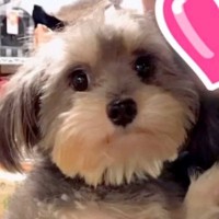 生まれつき心臓が悪く『売れないから』と捨てられた犬をお迎え→獣医からは余命一年宣告をされ…涙が止まらない『現在の光景』が31万再生