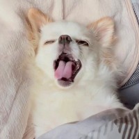 『５年間、犬と同じ布団で寝たら…』まるで人間の子どものような"微笑ましすぎる光景"が97万再生「気持ちいいよねｗ」「わかりみが深い笑」