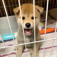 反則級にかわいらしい赤ちゃん犬→このまま育つのかと思っていたら…目を疑うほどの『顔面の変化』に「おもろかわいいｗ」「怒れなくなる」と絶賛