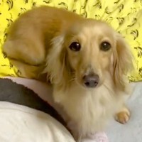 『いいのかな…？』元保護犬が見つめてくると思ったら、次の瞬間…悶絶必至の『はじめて飼い主に甘えた瞬間』が22万再生「泣いちゃう」と感動