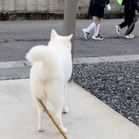 登校中の小学生に出くわして大喜びする秋田犬→学校へ行ってしまった結果…『感情がわかりやすすぎる光景』が134万再生「声が聞こえるｗ」