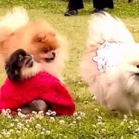 『可愛い服を着ている犬』を撮影中、突然ほかの犬が押し寄せてきて…芸人顔負けの『100点なリアクション』が73万再生「めちゃ可愛いｗ」と絶賛