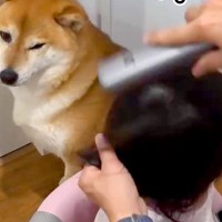 小さな女の子が髪を乾かしていたら、ドライヤーが苦手な犬が…気遣いで見せた『予想外の行動』が16万再生「優しすぎ」「そばにいたいのかな」