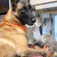 カッコいい顔の大型犬２匹が『おばあちゃん』に向かって…見た目からは想像できない『まさかのおねだり』が129万再生「大きな赤ちゃん」と絶賛