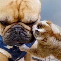 『スローロリスと犬』違う種族でも仲良しさが伝わる光景にほっこりが止まらない「優しいが溢れてる」「可愛すぎ」と39万再生