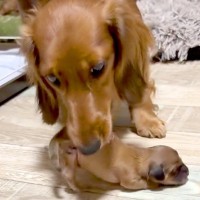 『なんだろ、泣ける…』赤ちゃん犬が鳴き声をあげると、ママ犬が迎えに来て…『母性にあふれた行動』が155万再生「優しい」「すごい」の声