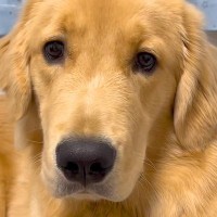 ブラッシングのため、大型犬に『上見て』とお願いした結果…『まさかの対応』が13万再生「間違ってはないけどｗｗ」「顔がｗ」と爆笑