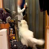 超大型犬に愛されすぎたおじいちゃん→家に帰ってきた途端…あまりにも重い『おかえりなさい』が78万再生「もはや襲撃ｗ」「羨ましい」と絶賛