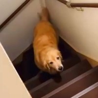 寝ようとすると2階に上がってくる大型犬→なぜか階段の途中で止まってしまい…優しい世界すぎる『尊い行動』が18万再生「癒された」「泣ける」