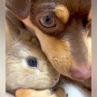 ウサギに『遊ぼう』と誘われた犬→でも眠たくて…まさかの方法で『寝かしつける光景』が33万再生「仲良し過ぎて感動」「可愛すぎる」と悶絶の声