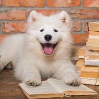 日本で飼いづらいと言われている犬種5選　どうしてもお迎えしたい場合に知っておくべきことまで