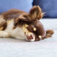 犬が『安心している』ときにみせる３つのサイン　リラックスしてもらうためのポイントとは