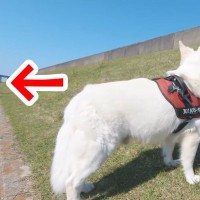 散歩中の大型犬に『居るはずのない人が居たら気付くのか？』を検証してみたら…想像を超える反応と『まさかの結末』が10万再生「可愛すぎる」