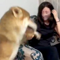 大好きなお姉ちゃんと再会した大型犬→喜びが溢れ出した結果…愛情が爆発している『熱烈な大歓迎』が150万再生「大っきい赤ちゃん」「めっちゃ可愛い」