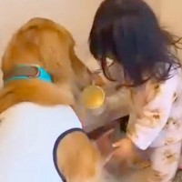 小さな女の子が『大型犬の朝ごはん担当』になった結果…思わず笑みがこぼれる『尊すぎる朝の様子』が7万再生「思いやりにあふれてる」と悶絶