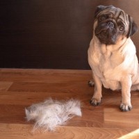 パグの抜け毛は多い？原因と対策、掃除方法までプロが徹底解説