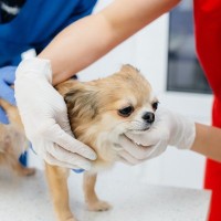 チワワはなぜ震える？寒い・怖いだけじゃない、注意すべき震えの原因