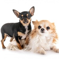 チワワは抜け毛が多い？原因から対策・掃除法まで徹底解説