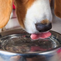犬に水を与えるときの注意点とは？飲み水の適切な温度や進んで飲んでもらうための工夫まで