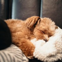 犬のより良い睡眠のためにできること5選　愛犬が快眠できる環境づくりとは？