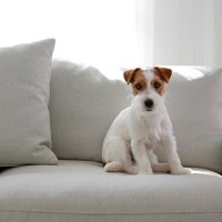 犬が座る前に『くるくる回る』3つの心理　どんな理由が隠されているの？注意したいポイントまで