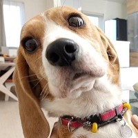 出張で海外へ→3週間ぶりの帰宅で『犬が大喜びしてくれる』と思ったら…なんだか切ない『まさかの展開』に「負けてて草」「悲しい現実ｗ」と爆笑