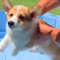 生後3ヵ月の赤ちゃん犬を『初めてプールに入れようとした』結果…必死すぎる『愛おしい行動』に3万9000いいね集まる「かわいい」「癒される」の声