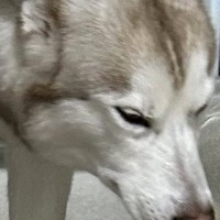 イタズラをした大型犬→名前を呼ばれて姿を現したものの…わかりやすすぎる『まさかの光景』に8万いいね「察してるｗ」「うちの子とは違う」の声