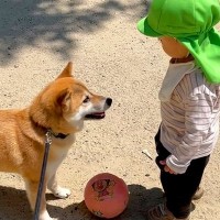 ２歳の小さな子どもと犬がサッカーをした結果→まるでお姉ちゃんのようで…あまりにも『尊すぎる光景』が32万再生「微笑ましいふたり」「優しい」