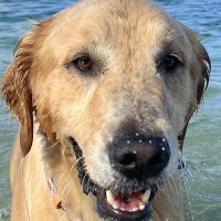 『海で泳ぐ犬』と『お風呂に入る犬』を比較→同じ水なのに…まさかの『別犬のようになる光景』に6万いいね「これじゃない感がｗ」「違すぎて草」
