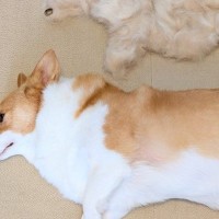 1時間かけて『犬のブラッシングをした』結果…想定を遥かに超える『まさかの成果』に10万いいね集まる「分身の術だ」「もう1匹生まれた…」