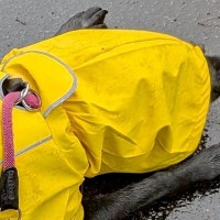 雨ガッパを着て散歩に出かけた大型犬→濡れないと思ったら…悲劇的すぎる『まさかの行動』に3万いいね「やめてーー」「あーあって声出たｗ」