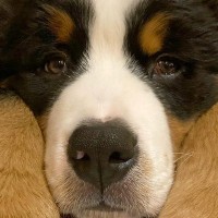 『ウサギが2羽いるのかと思った』超大型の子犬が"手を並べて伏せていた"結果…勘違いしてしまう光景に3万いいね「本当に見えるｗ」と絶賛