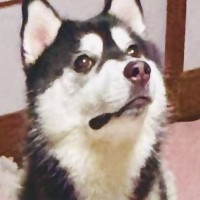 『破壊神』と呼ばれるハスキーの子犬→一瞬目を離した結果…想定を超える惨状と『まさかの表情』に「なぜ被害者面ｗ」「破壊の美学」と1万いいね