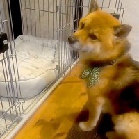 犬が新しいベッドを使わないので『座って匂いを付けた』結果→お留守中に…家族が目撃した『まさかの行動』に反響「なんて愛おしい」「オチｗ」