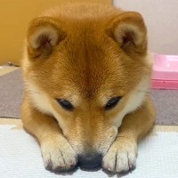 お散歩から帰った犬→突然悲しい表情を浮かべて…拗ねてしまった『まさかの理由』が愛おしすぎると375万再生「天使」「拗ね方かわいすぎ」