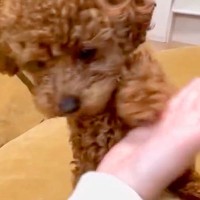 子犬に『おて』を習得させたはずが…「落ち着いてｗｗ」「一生懸命だから合格」絶妙に違う『可愛い失敗をする光景』に8万再生の反響