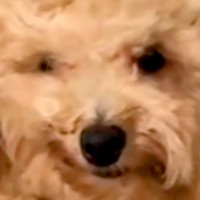 音に反応して、昼寝から飛び起きた犬→衝撃的すぎる『寝起きの表情』が175万再生「形状記憶しすぎｗｗ」「押し入れに詰められたぬいぐるみ」