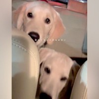 ２匹の大型犬を保護→帰りの車内では無表情で…当時が嘘のような『ビフォーアフター』が111万再生「愛されて育ったの伝わる」「幸せいっぱい」