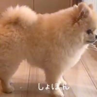 中学生の女の子がお出かけをしようとしたら、話を聞いていた犬が…全てを察して見せた『尊い行動』と結末が67万再生「お顔最高」「しょぼんｗ」