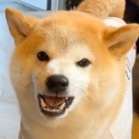 『散歩行くよ』と呼んでも来ない犬→まるで子供のように…解決するための『まさかの方法』が136万再生「反抗期？ｗ」「賢いが故の行動」と爆笑