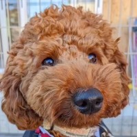 表情すらも無くなり『生きる力を失いかけていた犬』…嘘のような『１年後の光景』が感動的だと37万再生「楽しく幸せな毎日を過ごして」の声