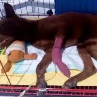 炎天下でロープに繋がれ放置された犬→病気の後遺症にも苦しみ…涙が止まらない『現在の光景』が447万再生「感動した」「胸が痛い」の声