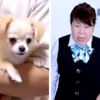 実家の犬が亡くなり『もう絶対犬を飼わない』と言う母→内緒で子犬を連れて行ったら…100点満点なリアクションが133万再生「葛藤がｗ」と反響