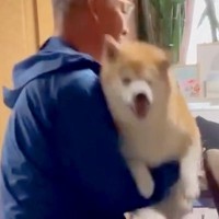 なぜか抱っこを嫌がる犬→強制的に抱っこしてみたら…今までが嘘のような『まさかの態度豹変』が85万再生「どういうことｗ」「ツンデレで草」